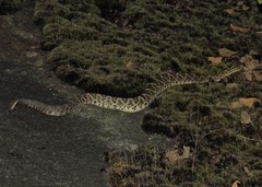 Crotalus durissus