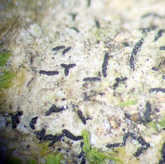 Opegrapha agelaeoides