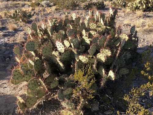 Image of Opuntia spinosibacca by (c) Clifton Ladd, C.W.B., some rights reserved (CC BY)