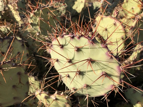 Image of Opuntia spinosibacca by (c) Clifton Ladd, C.W.B., some rights reserved (CC BY)
