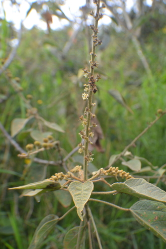 Croton smithianus