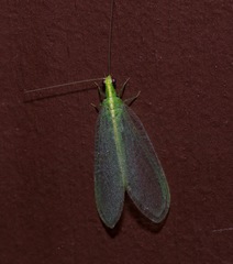 Chrysoperla pudica-group