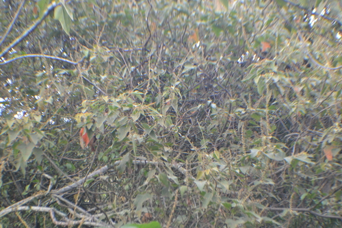 Croton smithianus, photograph 2