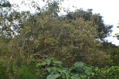 Croton smithianus, photograph (c) EstebanMH, some rights reserved (CC BY)