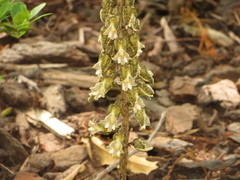 Gastrodia molloyi