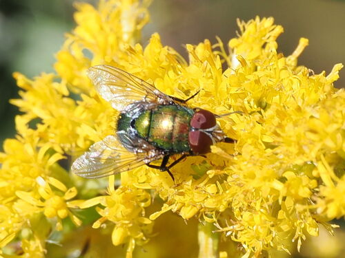 Unknown species found near Tucker County, US, WV