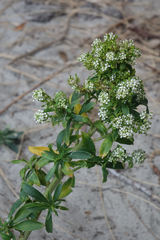 Lepidium juvencum