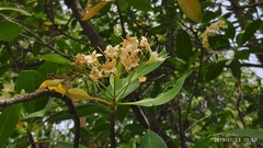 Fagraea fragrans