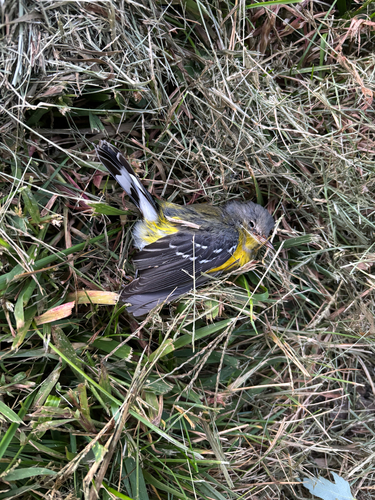 iNaturalist observation photo of Magnolia Warbler