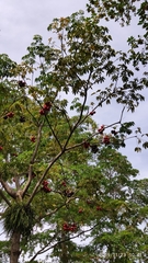 Sterculia foetida