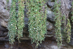 Disphyma australe australe