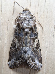 Spodoptera praefica