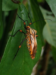 Thasopsis formidabilis