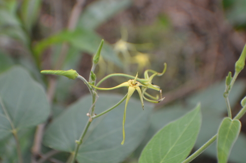 Whiteheart (Oxypetalum cordifolium)