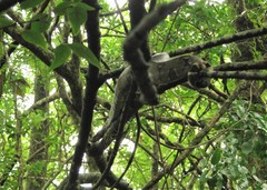 Boa constrictor