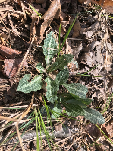 iNaturalist observation photo of downy rattlesnake plantain