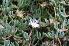 Disphyma australe australe