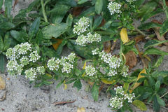 Lepidium juvencum