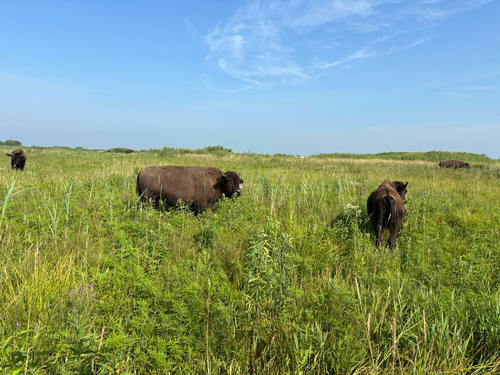 iNaturalist observation photo of American Bison