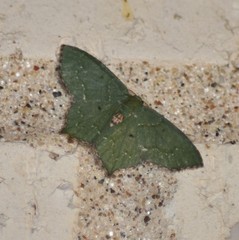 Chloropteryx nordicaria