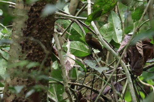 Northern Schiffornis (Schiffornis veraepacis), photo 5