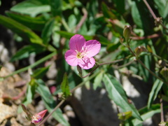 Oenothera rosea