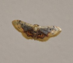 Idaea scintillularia