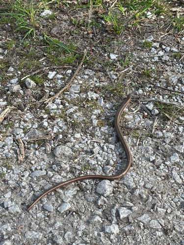 iNaturalist observation photo of Slender Glass Lizard