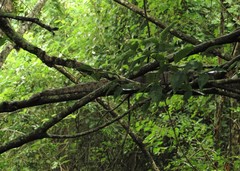Boa constrictor