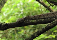 Boa constrictor