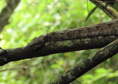 Boa constrictor