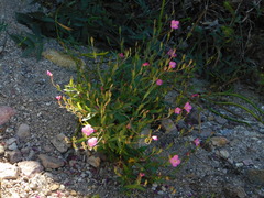 Oenothera rosea