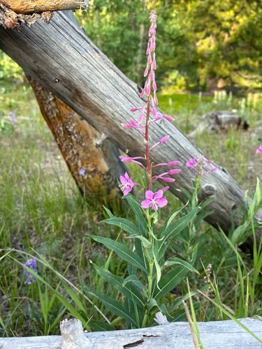 iNaturalist observation photo of fireweed