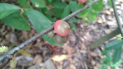 Phaleria clerodendron