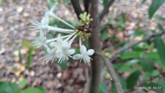 Phaleria clerodendron