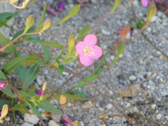 Oenothera rosea