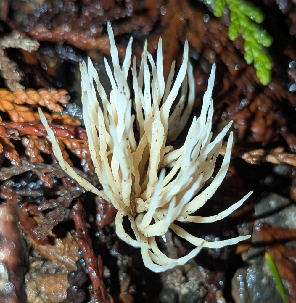 Tremellodendropsis tuberosa