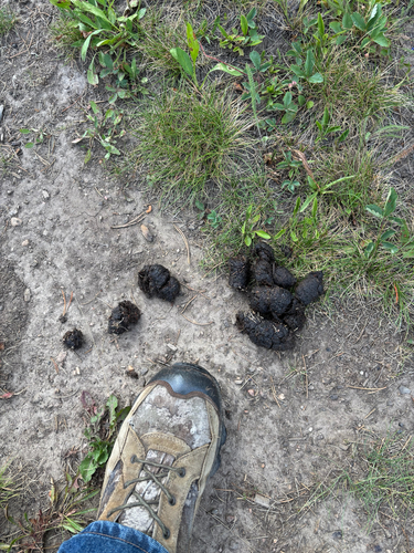 iNaturalist observation photo of American Black Bear