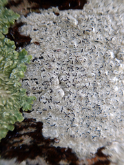 Thalloloma subvelata