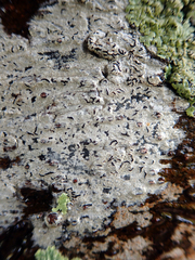 Thalloloma subvelata