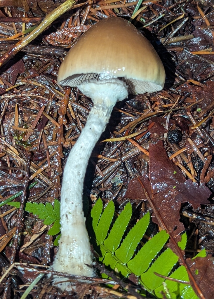 Psathyrella longistriata