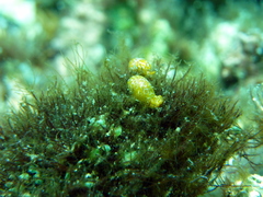 Lamprohaminoea evelinae