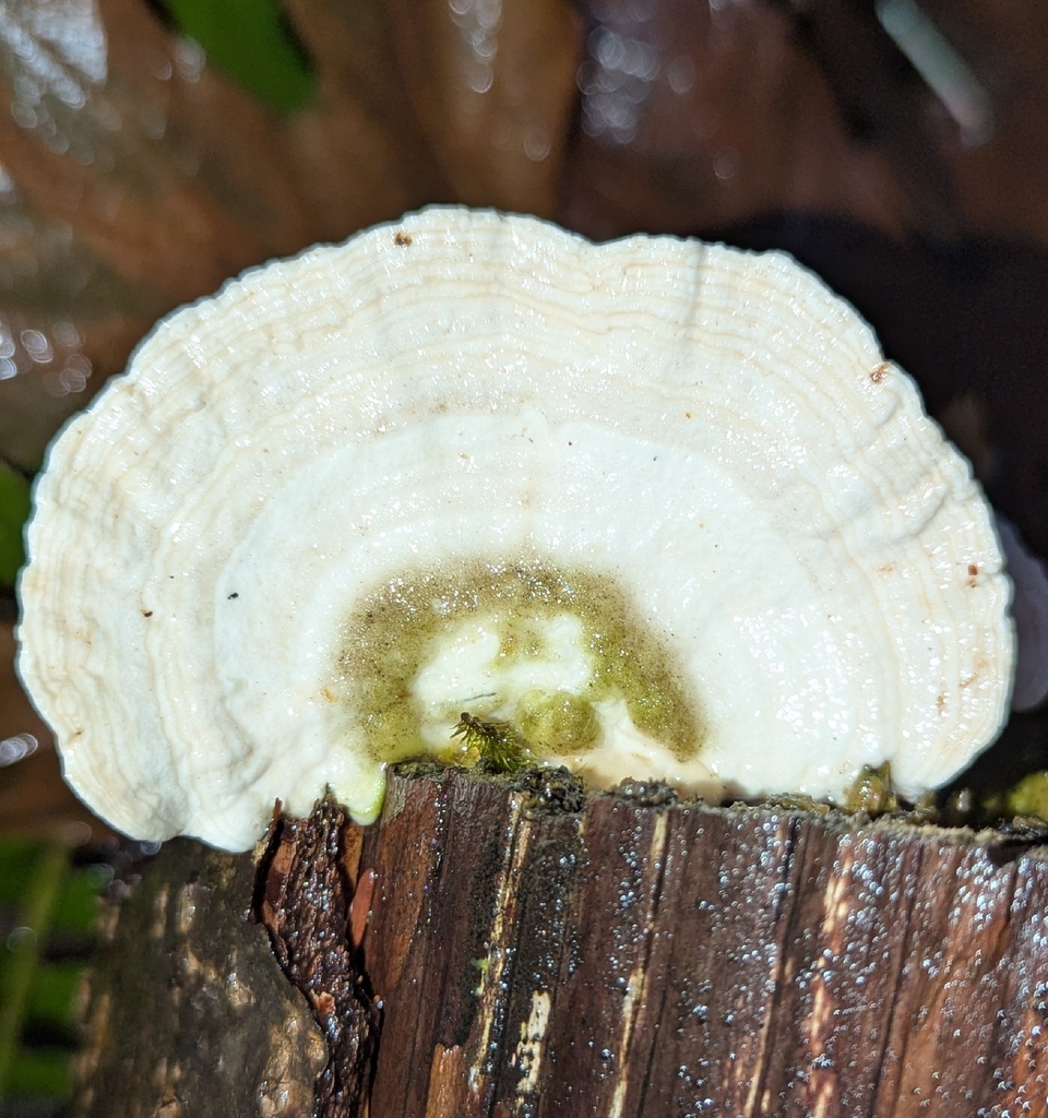 Trametes pubescens