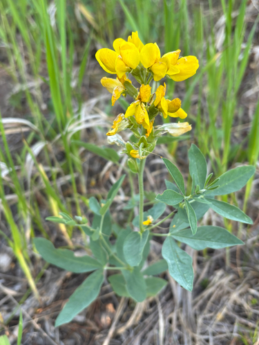 iNaturalist observation photo of Golden bean