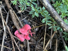 Indigofera hedyantha