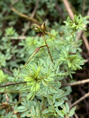 Indigofera hedyantha