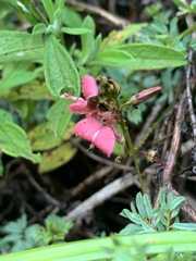 Indigofera hedyantha