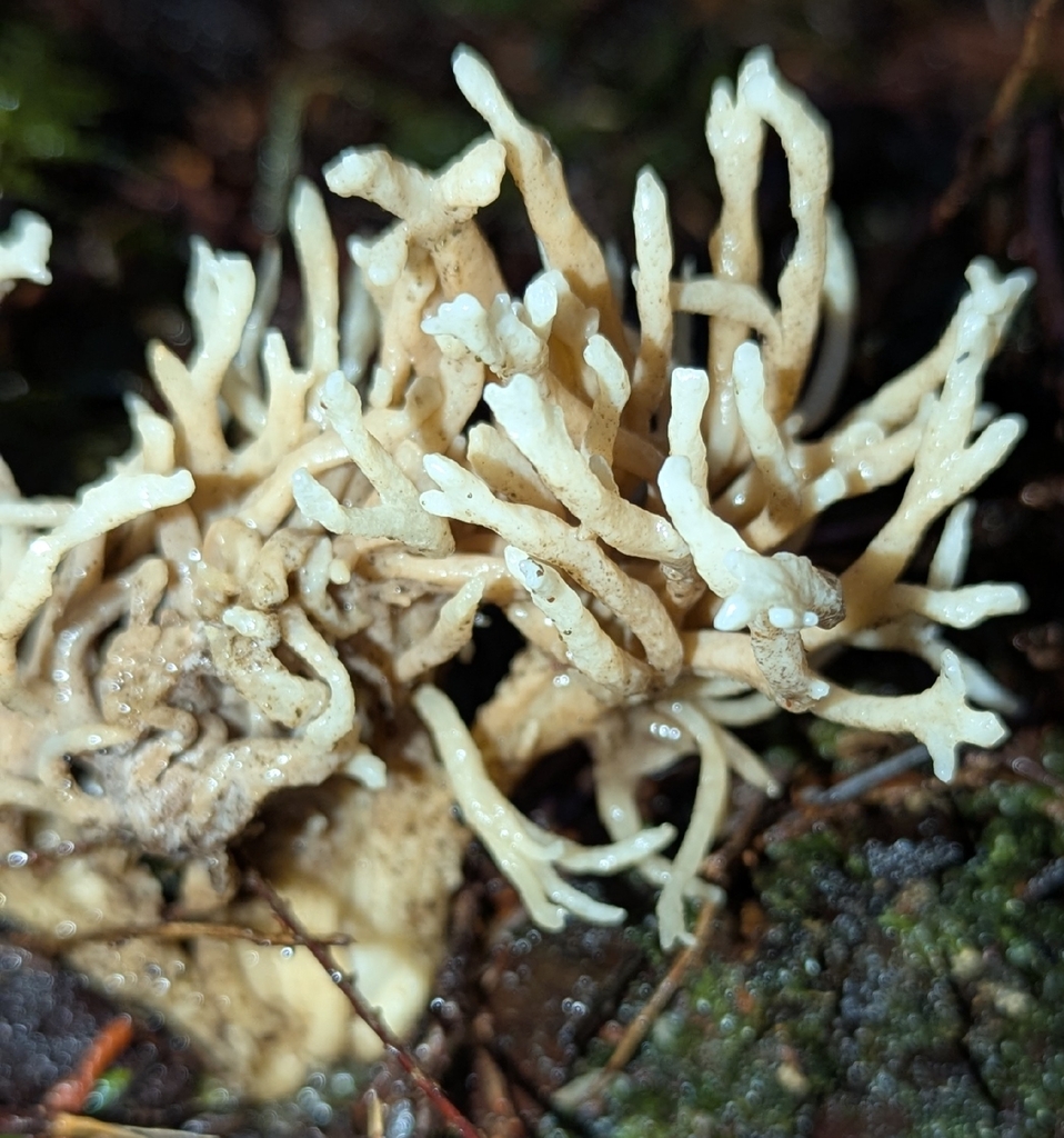 Clavulina sp. 'cinerea-PNW02' · December 2025 · photo: © benkeen (iNaturalist, cc0)