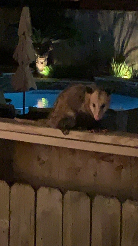 Opossum
