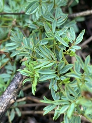 Indigofera hedyantha